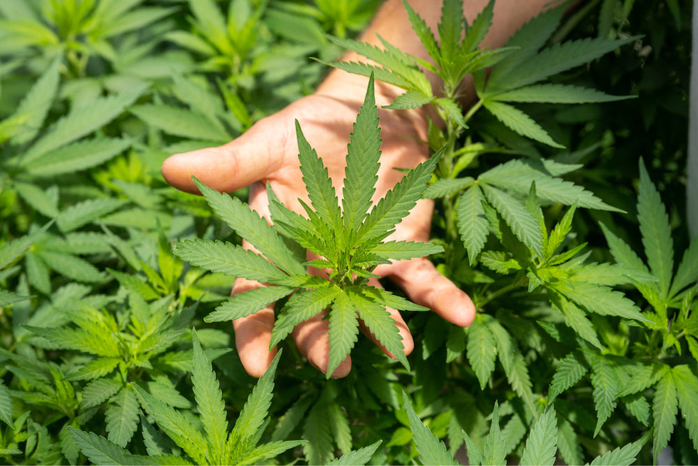 Cannabis: The Medicinal Herb for our Modern Era
