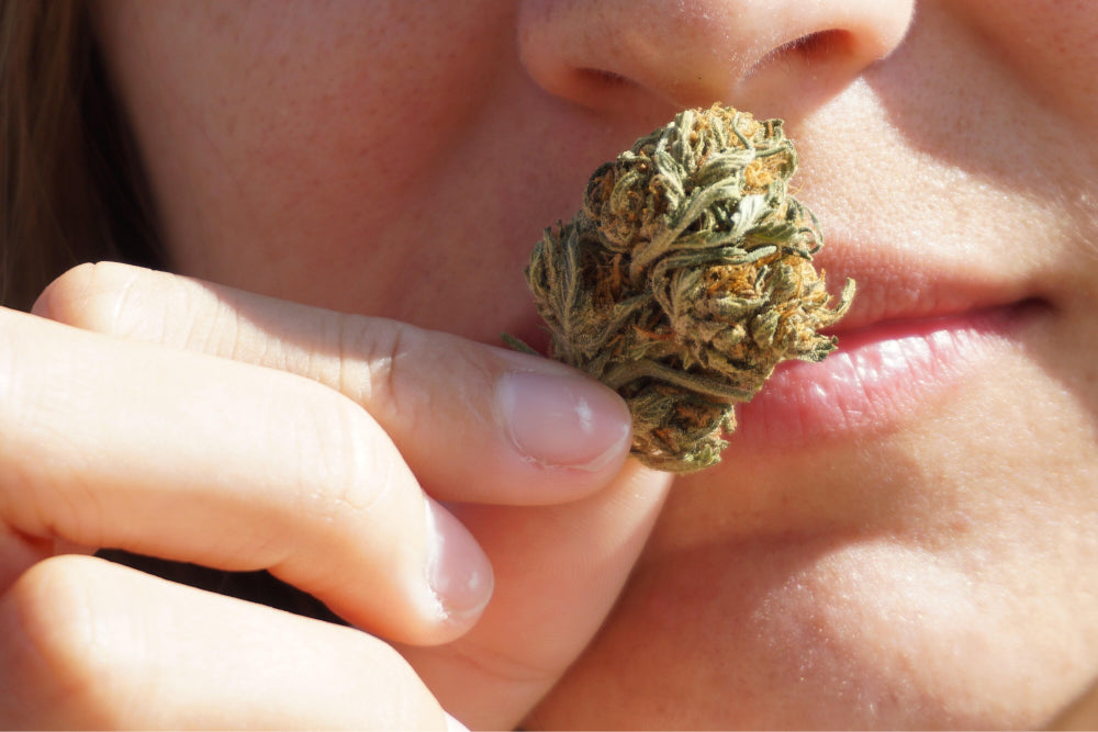 The Nose Knows: How Terpenes Can Change Your Relationship To Plant Medicine