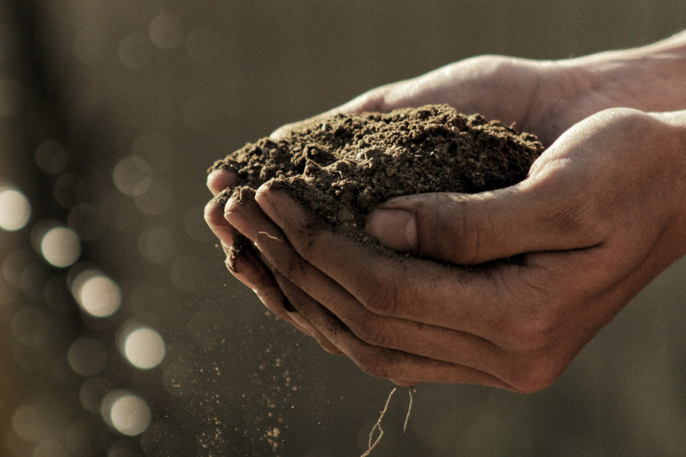 The Evolution of CBD in Agriculture